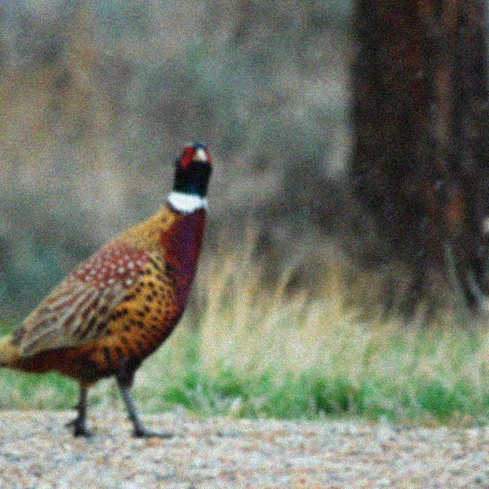 Hero pheasant tiny